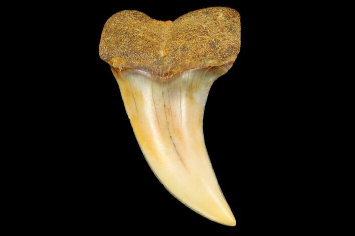 Colorful Mako/White Shark Tooth Fossil - Sharktooth Hill, CA #113923